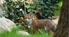 Auf der Suche nach dem Fuchs in Center Parcs Le Bois aux Daims