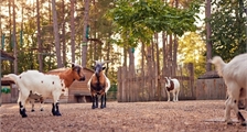 Kinderbauernhof in Center Parcs Park Bostalsee