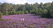 Region Einrichtungen in Center Parcs Limburgse Peel