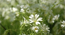Ätherische Öle, die Aromawerkstatt des Sommers in Center Parcs Les Trois Forêts