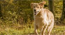 Urlaub mit Hund Einrichtungen in Landal Miggelenberg