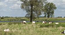 Umgebung Aktivitäten in Landal Het Vennenbos